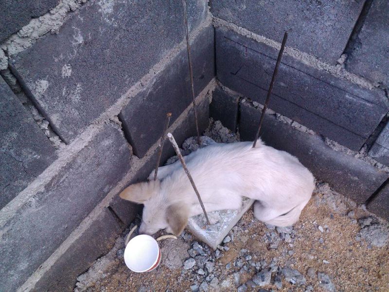 ลูกสุนัขถูกเหล็กเส้นก่อสร้างเสียบทะลุท้อง 