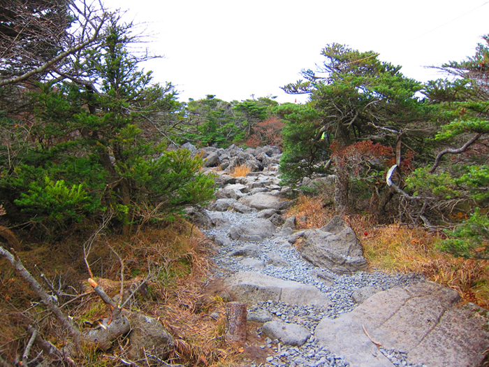 เดินขึ้นเขาฮัลลาซาน ณ เกาะเชจู ชื่นชมธรรมชาติสองข้างทาง