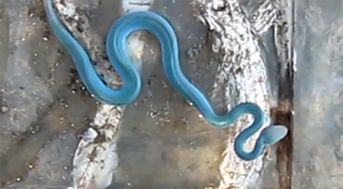 งูประหลาดสีฟ้า