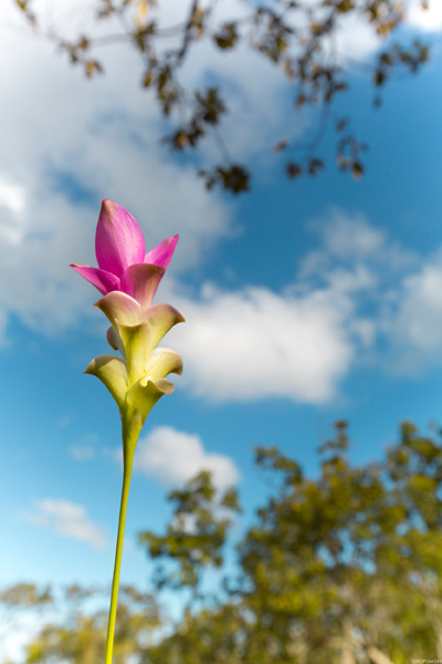 ภาพ Landscape