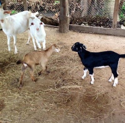 Small Farm Chiang Mai