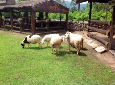 Small Farm Chiang Mai