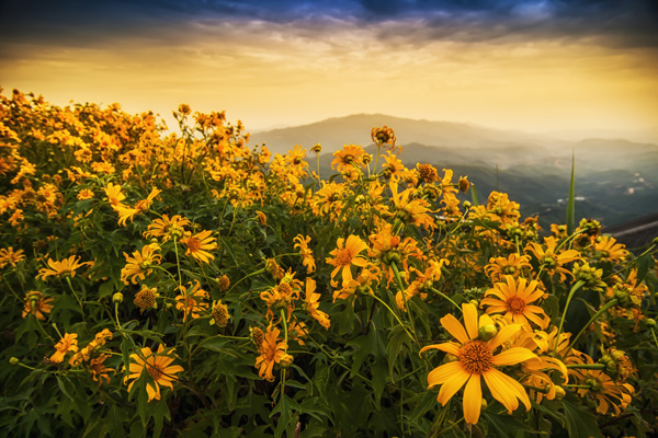Mexican-Sunflower-Weed
