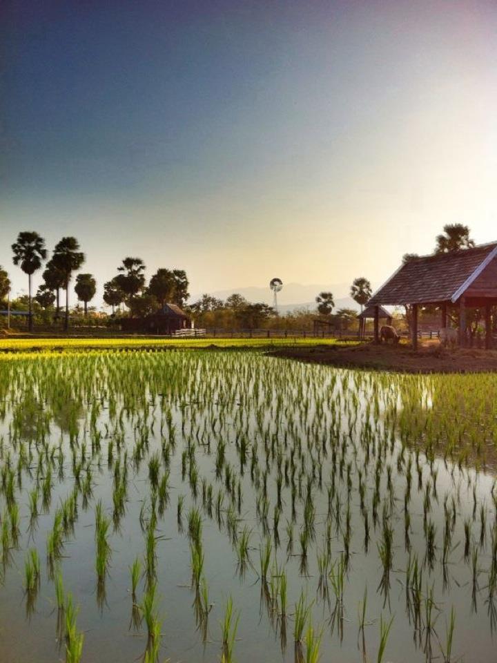 Small Farm Chiang Mai