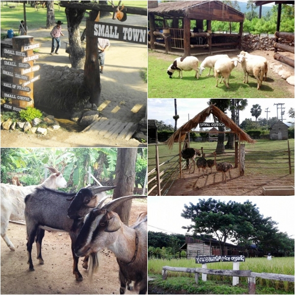 Small Farm Chiang Mai