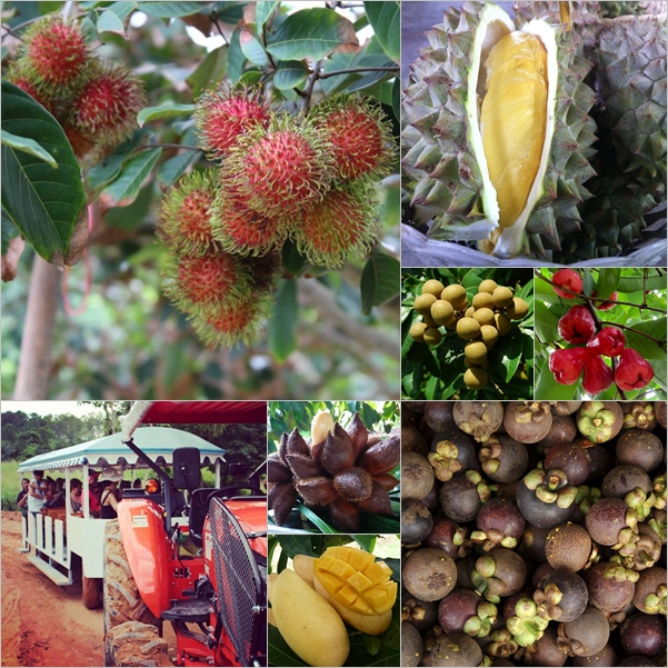 rayong fruit farm