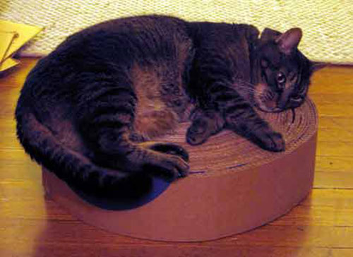  D.I.Y. เปลี่ยนกระดาษลังเหลือใช้เป็นเตียงฝนเล็บแมวสุดน่ารัก  
