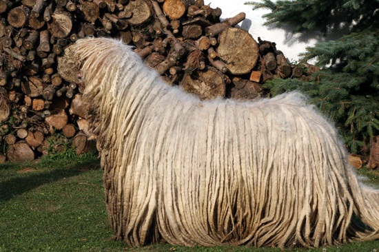  โคมอนดอร์ ม็อบยักษ์จากฮังการี สายพันธุ์สุนัขเก่าแก่ที่สุดในโลก