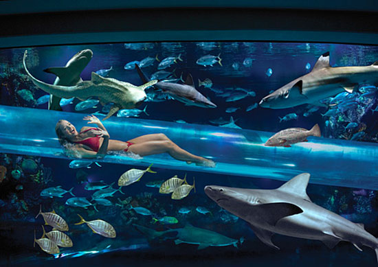 ตื่นตา! โรงแรมในลาสเวกัส เปิดบริการว่ายน้ำกลางฝูงฉลาม