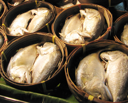 เทศกาลกินปลาทู 2555