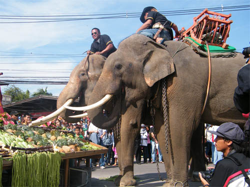 ชวนเที่ยว งานช้างสุรินทร์ 2555 ชมโชว์ช้างสุดอลังการ