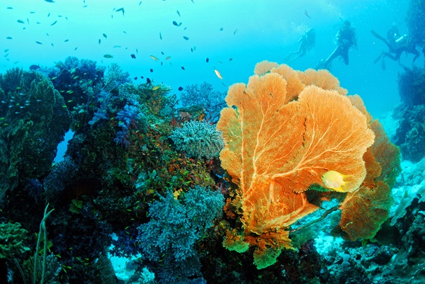  โลกใต้น้ำสุดตระการตา กับ 40 ปลายทางในฝันของนักดำน้ำ 