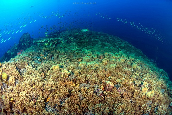  ท่องโลกใต้ทะเล ณ เกาะโลซิน จุดดำน้ำใต้สุดของอ่าวไทย