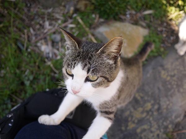  รีวิวฉบับกระเป๋า เที่ยวหมู่บ้านจิ้งจอกและเกาะแมวในญี่ปุ่น