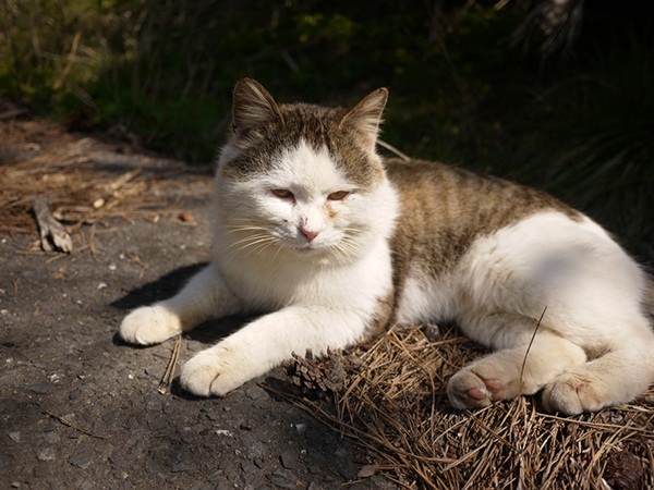 รีวิวฉบับกระเป๋า เที่ยวหมู่บ้านจิ้งจอกและเกาะแมวในญี่ปุ่น