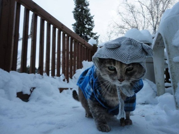 แนวน่ารัก 16 ภาพแมวผู้เกลียดฤดูหนาว