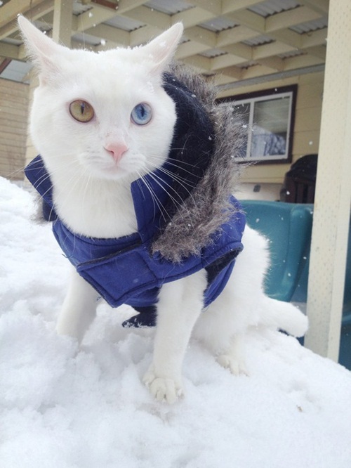 แนวน่ารัก 16 ภาพแมวผู้เกลียดฤดูหนาว