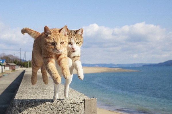 แมวบิน หนังสือภาพชุดญี่ปุ่นสุดฟิน ที่ทาสแมวต้องชอบ
