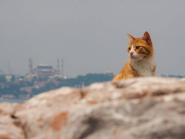 เจอแล้ว 15 ฐานทัพแมวตามสถานที่สำคัญ ๆ ของโลก