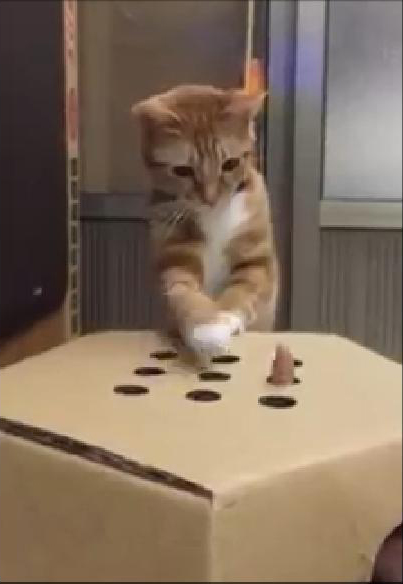 DIY ของเล่นแมวสุดฮา ไอเดียจากเกมตีตัวตุ่น