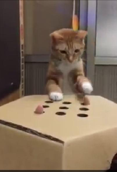 DIY ของเล่นแมวสุดฮา ไอเดียจากเกมตีตัวตุ่น