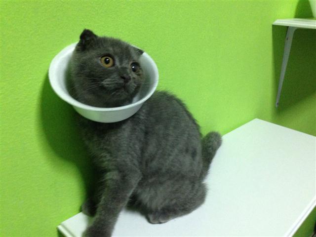 DIY คอลลาร์แมว ปลอกคอกันเลียแบบบ้าน ๆ จากถ้วยโฟม