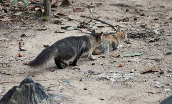 สิ่งมีชีวิตที่เรียกว่า กูจิง แมวแก้เหงาของทหาร ณ ปัตตานี