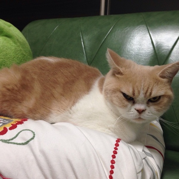 โคยูกิจัง แมวหน้าบึ้งจากญี่ปุ่น 