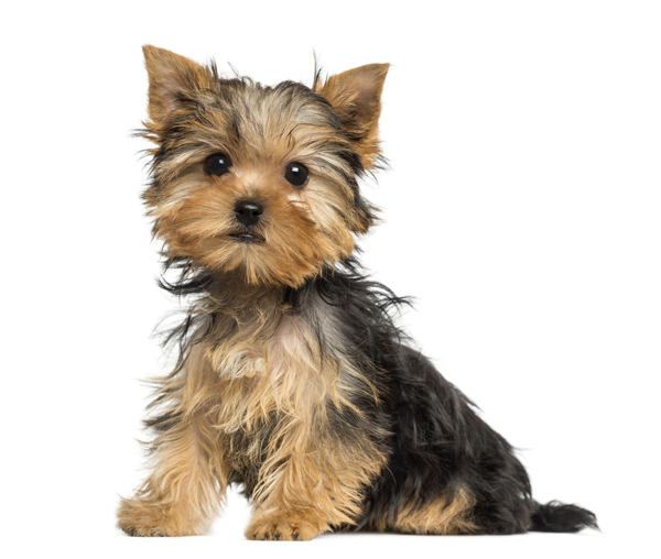 สุนัขตัวเล็ก พันธุ์ยอร์กเชียร์ เทอร์เรีย Yorkshire Terrier