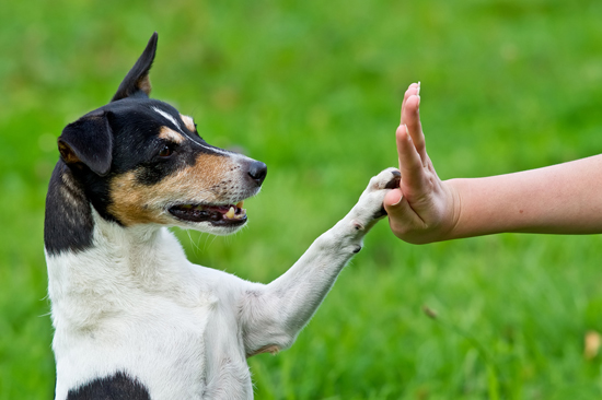 10 วิธีง่าย ๆ ที่ช่วยยืดอายุน้องหมาให้ยืนยาว