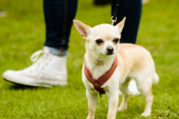 สุนัขตัวเล็ก พันธุ์ชิวาวา Chihuahua