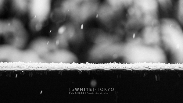ประมวลภาพ พายุหิมะ ถล่มญี่ปุ่น ขาวโพลนทั้งโตเกียว