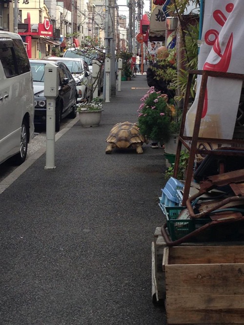 คุณปู่พาเต่ายักษ์เดินเล่นกลางโตเกียว เหลียวหลังกันทั้งถนน