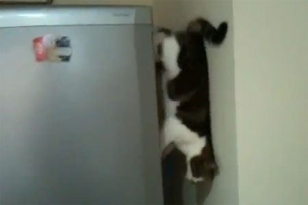 น่ารัก! มาชมคลิปสไปเดอร์แมวไต่ตู้เย็นกันดีกว่า