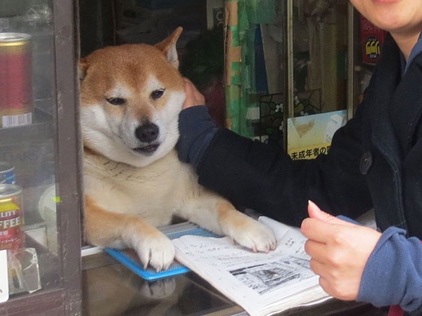 สุนัขชิบะแสนรู้ พ่อค้าตัวเก่งประจำร้านชำในญี่ปุ่น