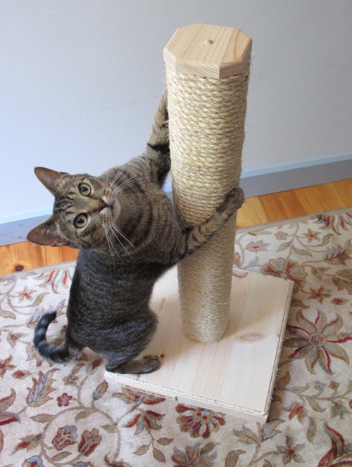 DIY เฟอร์นิเจอร์แมว ของเล่นแมว