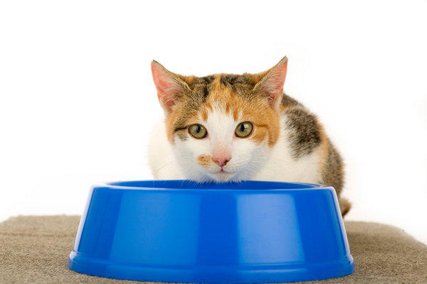 10 อาหารให้ประโยชน์กับคน แต่เป็นอันตรายต่อแมว
