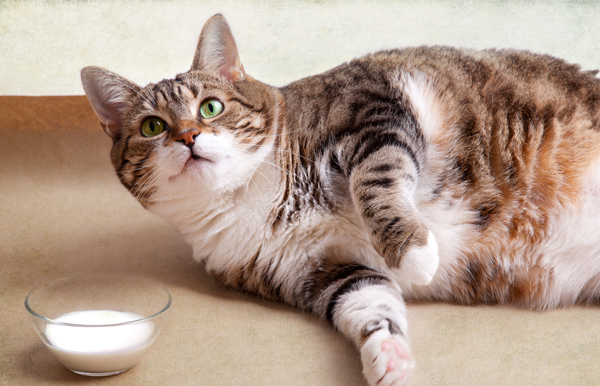  วิธีลดน้ำหนักสำหรับแมวอ้วน ก่อนโรคร้ายมาเยือน