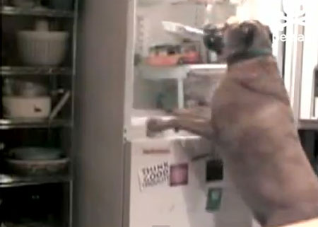 เผยคลิปมะหมาสุดแสบ เปิดตู้เย็นขโมยของกิน