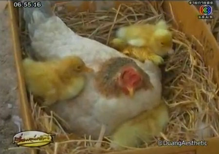 แปลก! แม่ไก่ฟักไข่เป็ด-เลี้ยงดูเหมือนลูกแท้ ๆ