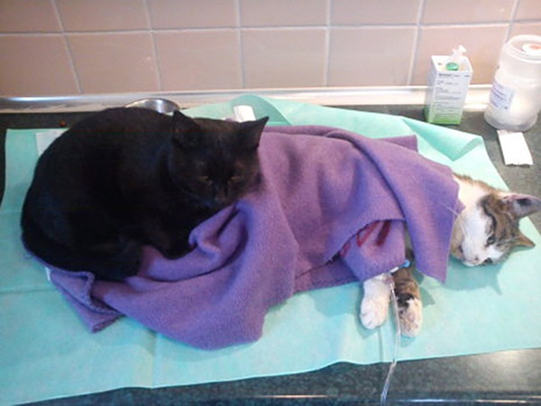 แมวบุรุษพยาบาล อาสาดูแลสัตว์เจ็บป่วยไม่ห่าง