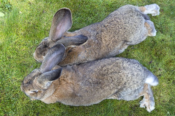 ดาริอุส กระต่ายตัวใหญ่ที่สุดในโลกอาจเสียแชมป์ซะแล้ว