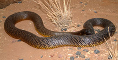 งูไทปันโพ้นทะเล สัตว์มีพิษร้ายแรงติดอันดับโลก