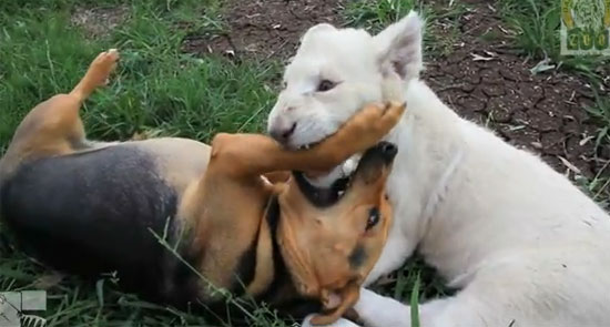น่ารัก! เพื่อนซี้ต่างสายพันธุ์ สุนัข-สิงโตขาวในสวนสัตว์ออสซี่