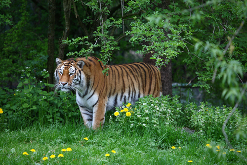 กรมอุทยานแห่งชาติฯ สุดยินดี พบเสือโคร่งเพิ่ม 11 ตัว ในป่าแม่วงก์