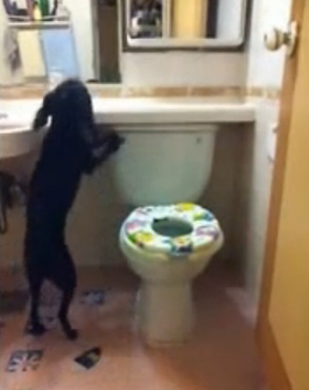 หมาแสนรู้เข้าห้องน้ำ ฉี่เสร็จกดชักโครกเอง