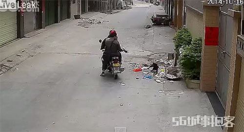 คลิปสลด ชายจีนยิงปืนหน้าไม้ใส่หมาน้อยข้างถนนไร้ปรานี