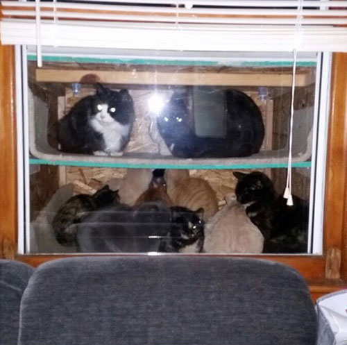 กิ๊บเก๋ สร้างตู้โชว์แมวจรจัดให้มาหลบความหนาว