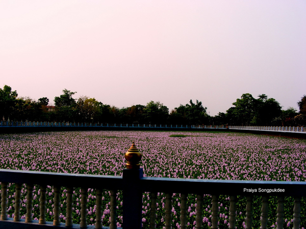 Unseen Thailand ความสวยงามของดอกผักตบชวา ณ วัดสิงห์คูยาง