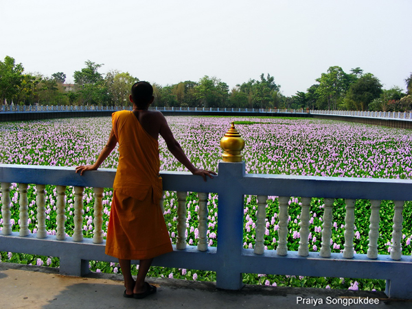 Unseen Thailand ความสวยงามของดอกผักตบชวา ณ วัดสิงห์คูยาง